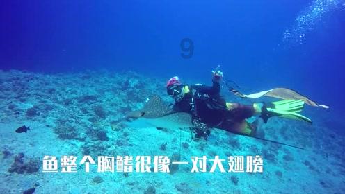 愤怒的小鸟
